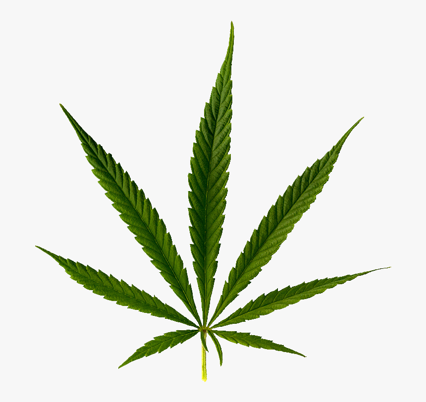 Bcc-leaf - Cannabis, HD Png Download, Free Download