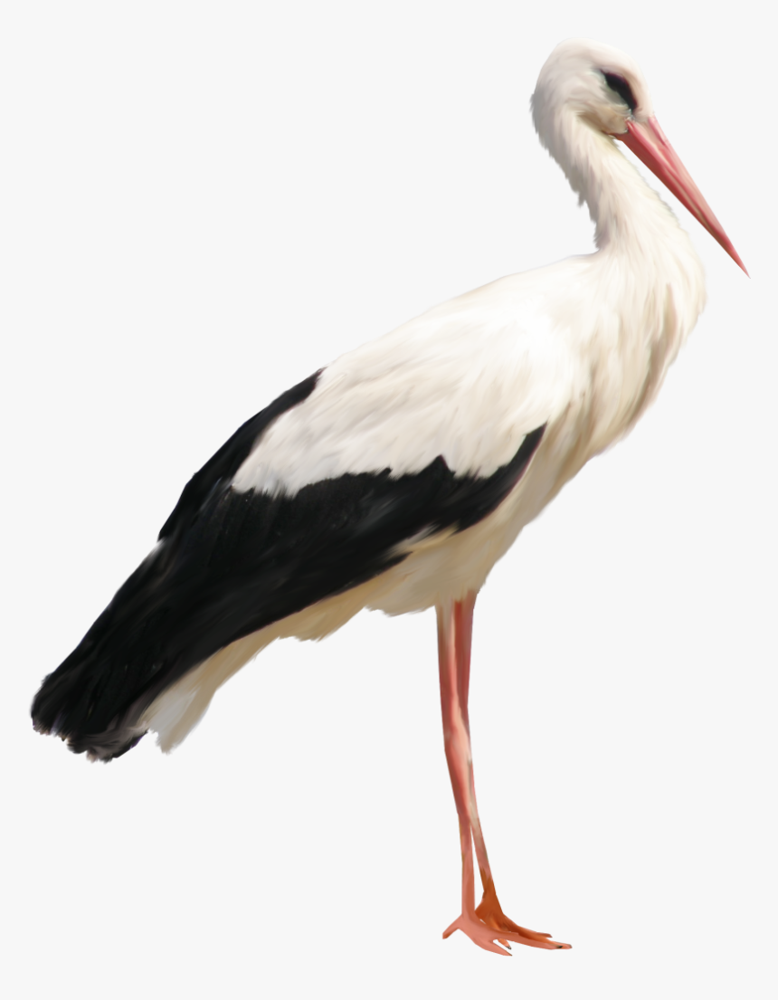 Stork Png, Transparent Png, Free Download