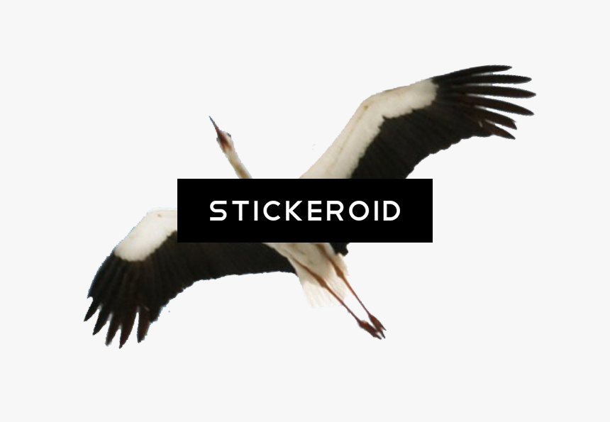 Stork Baby Animals - White Stork, HD Png Download, Free Download