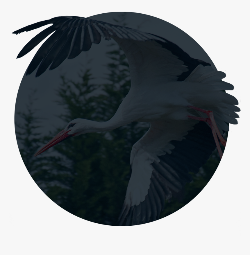 White Stork , Png Download - Little Blue Heron, Transparent Png, Free Download