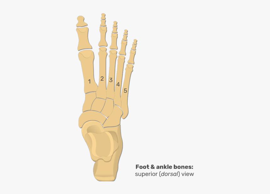 Superior View Of The Foot And Ankle Bones - Proximal Phalanx In Foot, HD Png Download, Free Download