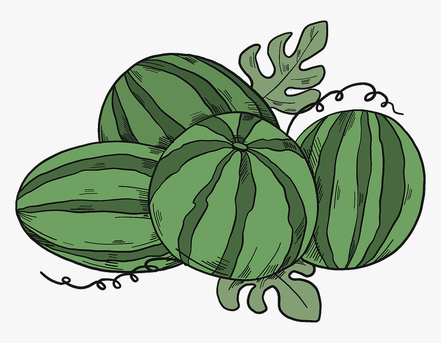 Watermelons Clipart - Gourd, HD Png Download, Free Download