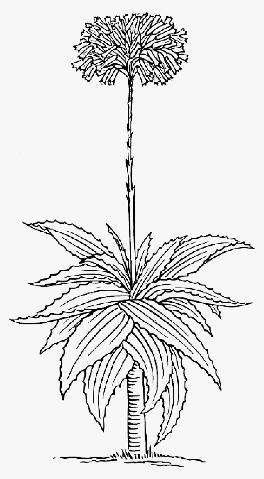 Outline, Tree, Plant, Aloe, Shrub, Botany - Aloe Vera Clip Art Black And White, HD Png Download, Free Download