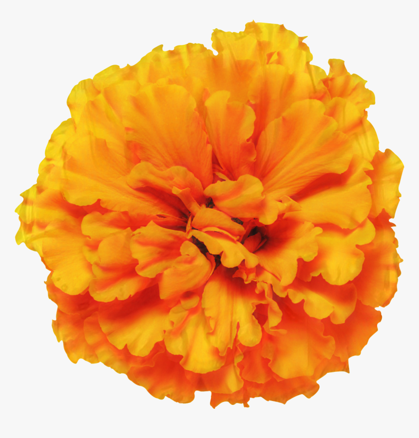 Mexican Marigold Glebionis Segetum Pot Marigold Flower - Mexican Marigold Flower Png, Transparent Png, Free Download