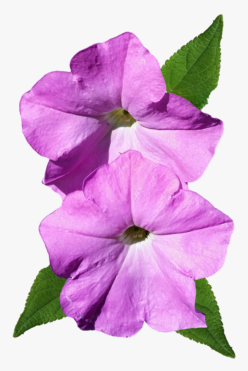 Petunia Png, Transparent Png, Free Download