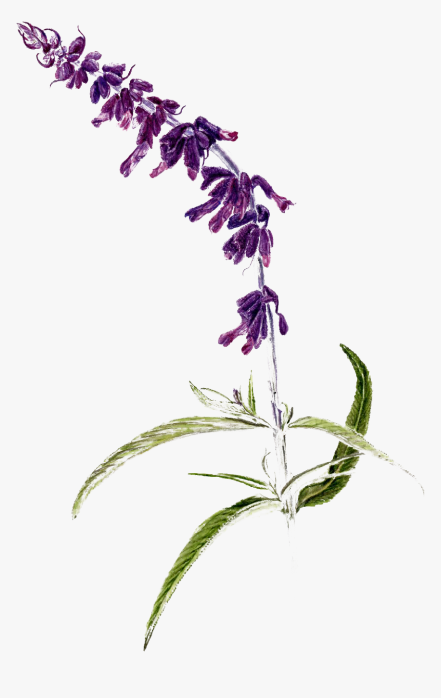 Mexican Bush Sage Png Download Image - Lavender, Transparent Png, Free Download