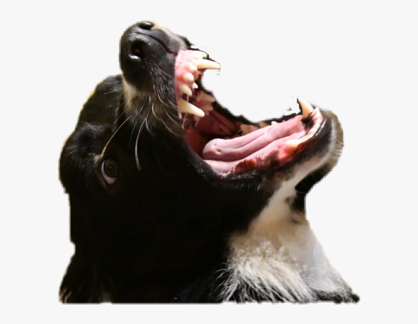 #zhukov #bordercollie #dog #angry #annoying - Cat Yawns, HD Png Download, Free Download