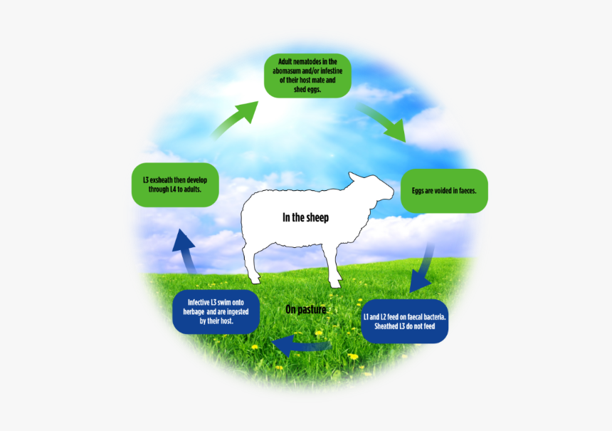 Sheep Worm Cycle - Dairy Cow Life Cycle Of A Cow, HD Png Download, Free Download