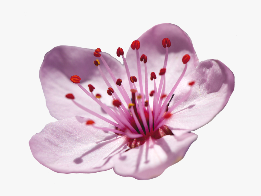 Cherry Blossom Single Flower, HD Png Download, Free Download