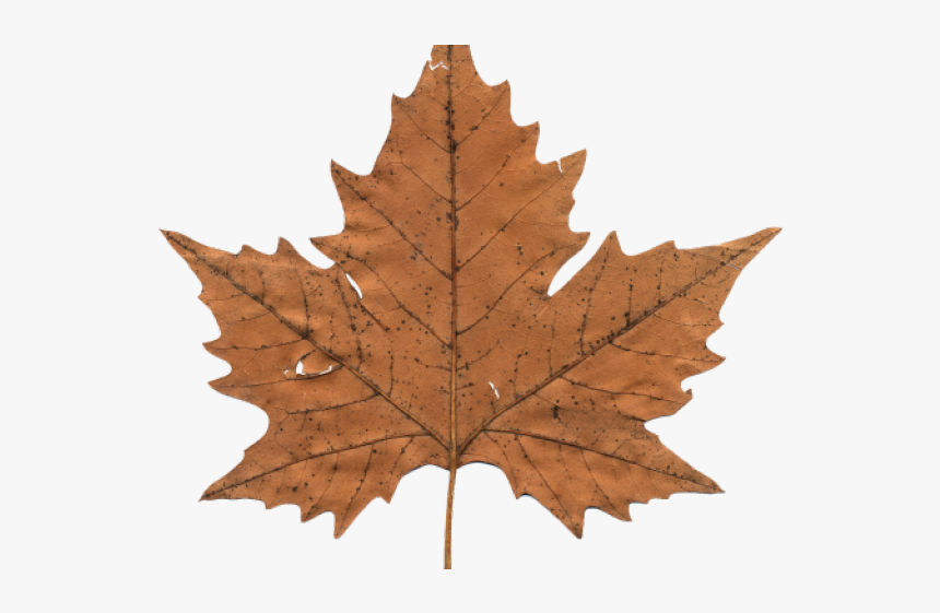 Canada Maple Leaf Png Transparent Images - Maple Leaf Clipart Brown, Png Download, Free Download