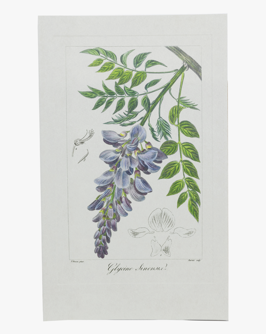 Picture Of Wisteria Herbier Général De L"amateur - Wisteria Botanical Illustration, HD Png Download, Free Download