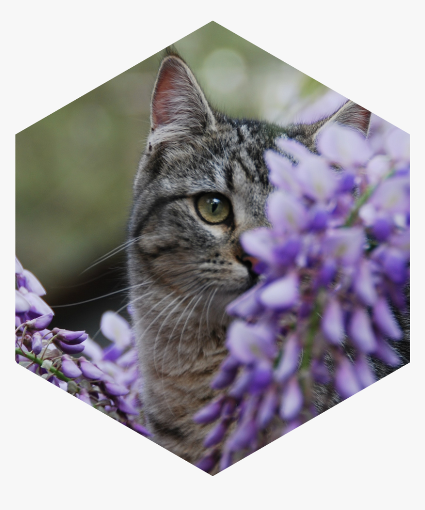Wisteria Senior Warrior Image - Tabby Cat, HD Png Download, Free Download