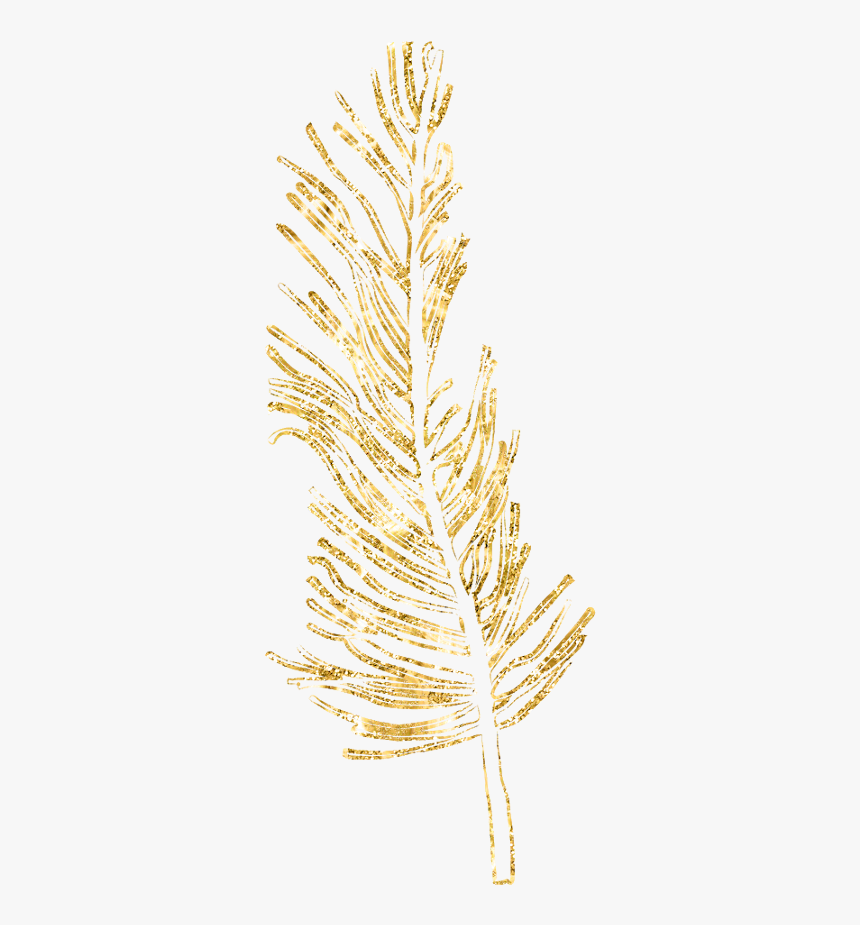 Transparent Fern Feather - Feather, HD Png Download, Free Download