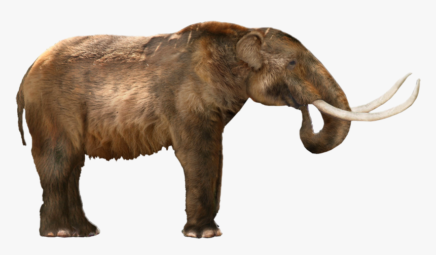 Woolly Mammoth Clipart Mastodon - American Mastodon Png, Transparent Png, Free Download