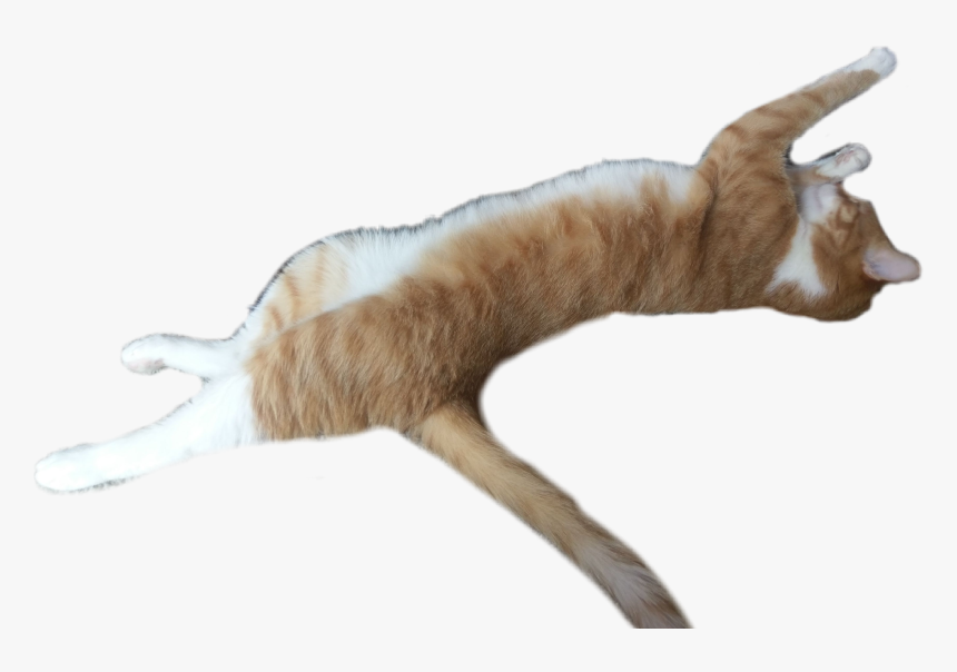 #cat #stretching #cute - Cat Yawns, HD Png Download, Free Download