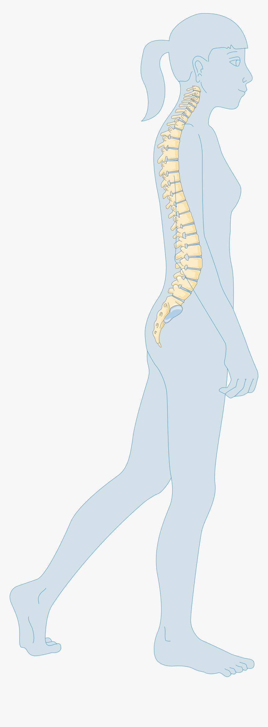 Child Teenager 3 Smart Servier - Osteoporosis, HD Png Download, Free Download