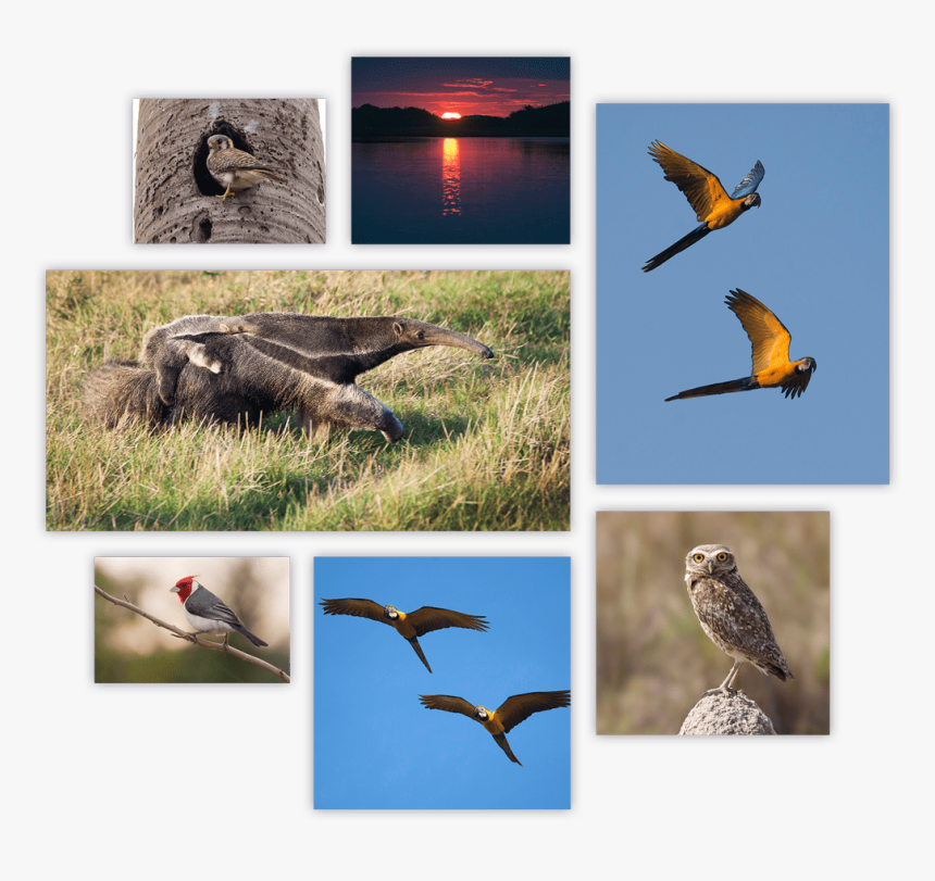 Hawk, HD Png Download, Free Download