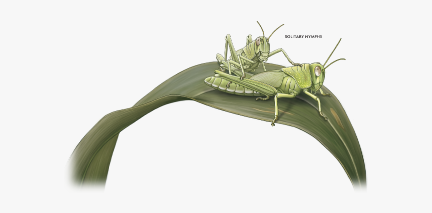 National Geographic Locust, HD Png Download, Free Download