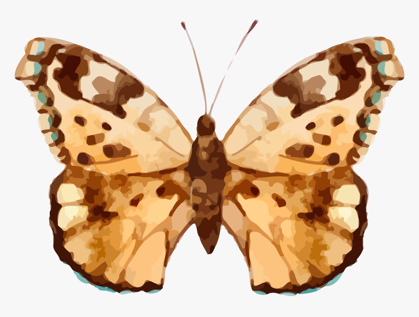 Real Butterfly Cliparts , Png Download, Transparent Png, Free Download