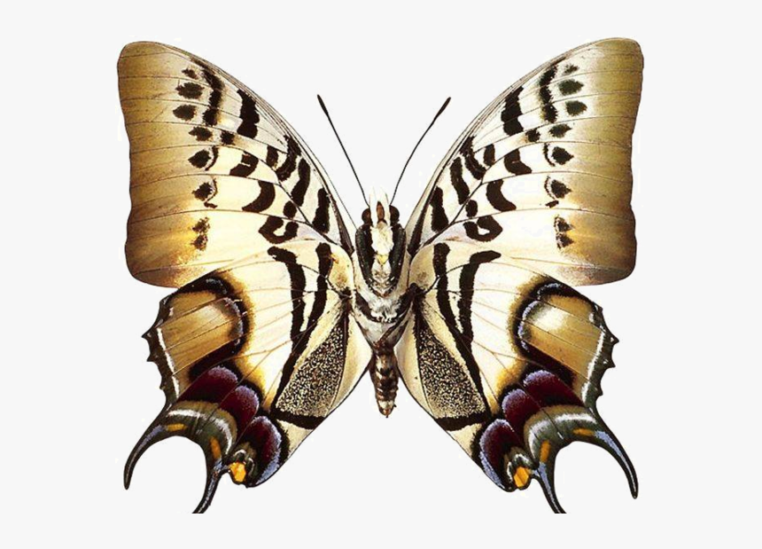 Transparent Swallowtail Butterfly Clipart - Real Butterfly Clipart, HD Png Download, Free Download