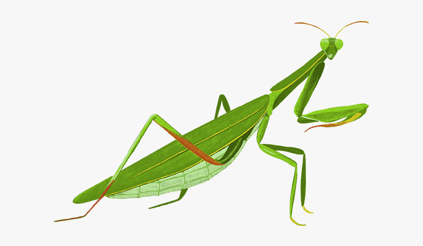 European Mantis Biattodea - Mantidae, HD Png Download, Free Download