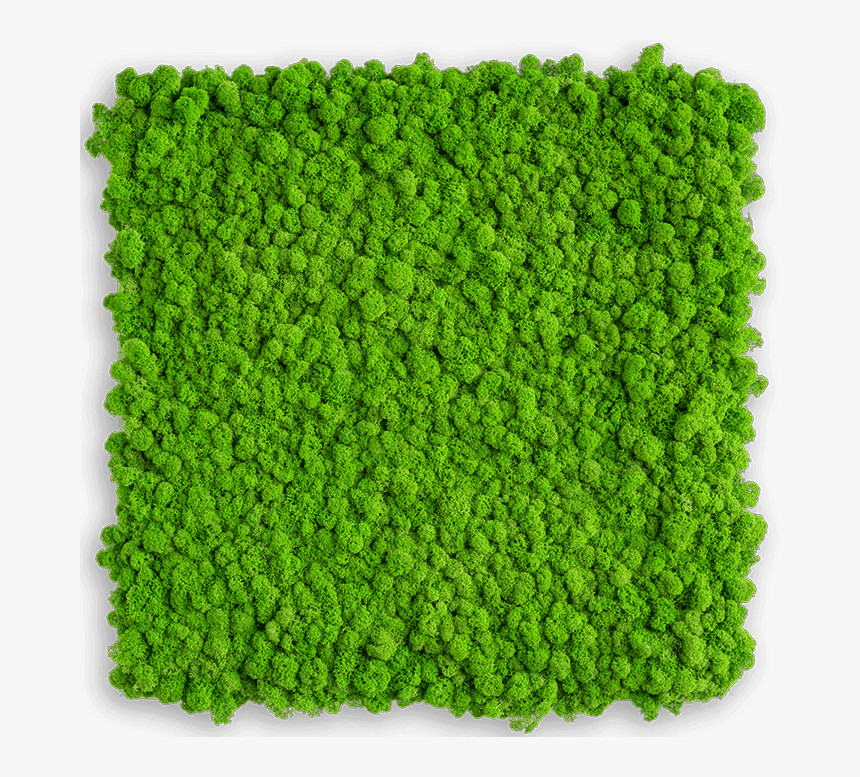 Reindeer Moss Frame - Stylegreen, HD Png Download, Free Download