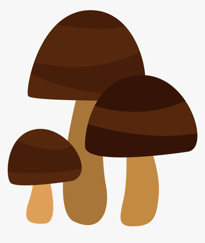 Shiitake, HD Png Download, Free Download