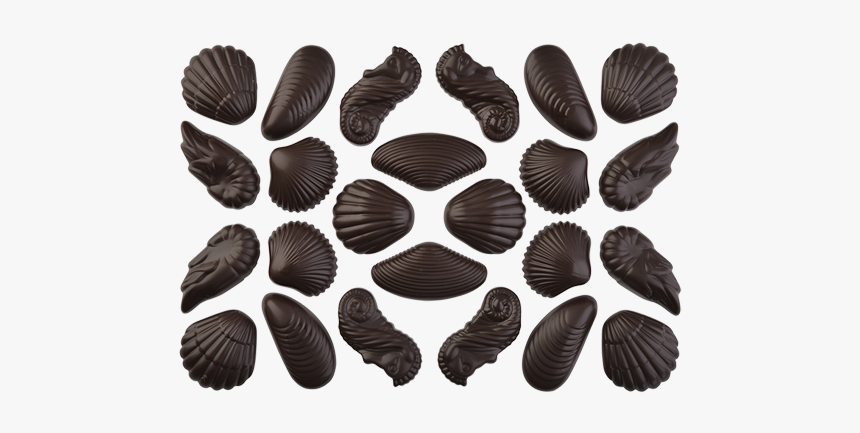 Sea Shells, 7 Different - Chocolate, HD Png Download, Free Download