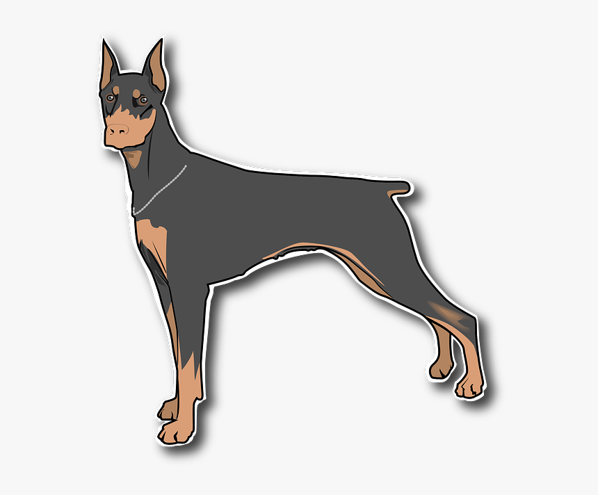 Dog, Pet, Household, Animal, Doberman, Collar - Png Clipart Doberman Png, Transparent Png, Free Download