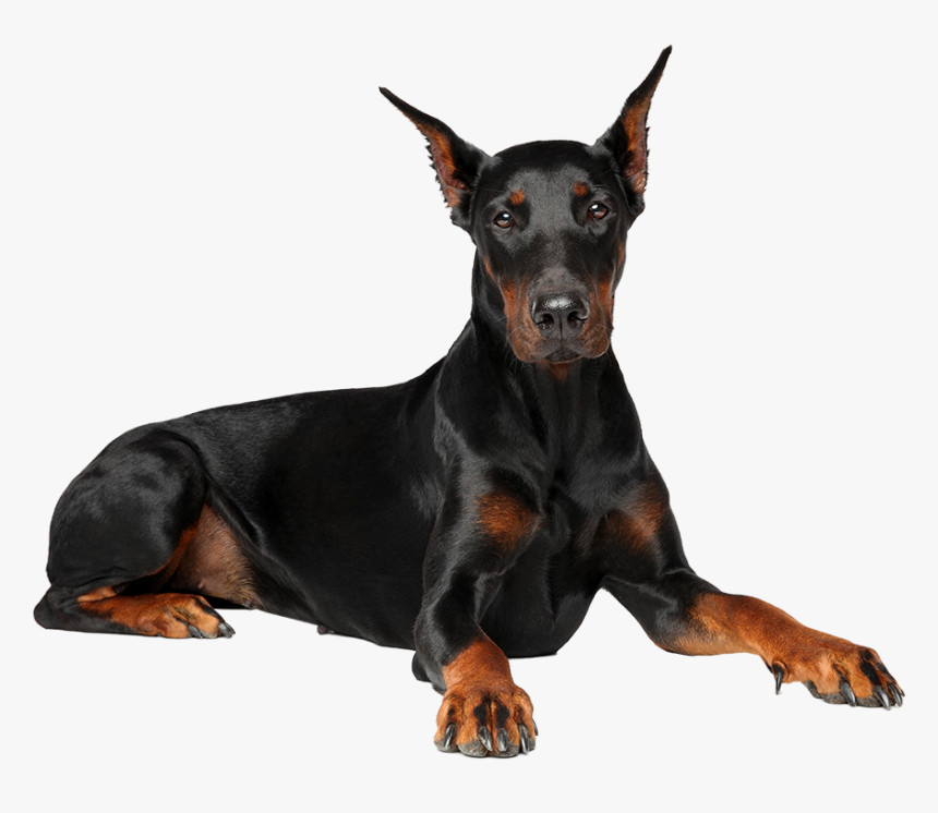 Lưu Ý Khi Nuôi Dạy Doberman - Doberman Dog In White Background, HD Png Download, Free Download