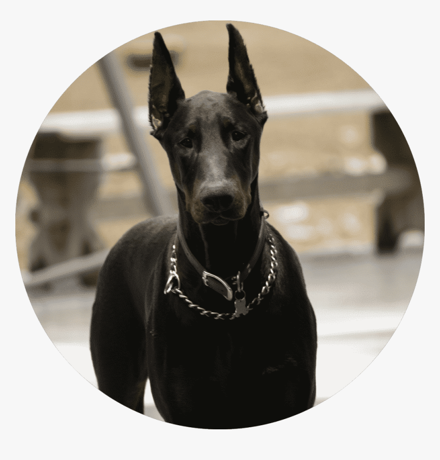 Fergie - Great Dane, HD Png Download, Free Download