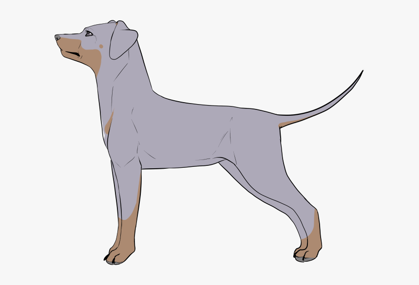 [custom Design] Silver Doberman - Rottweiler, HD Png Download, Free Download