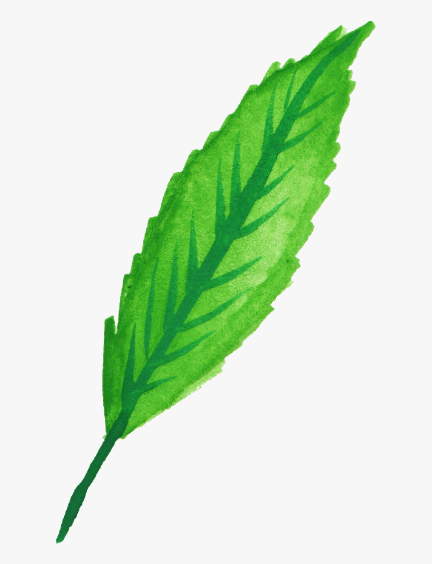 Mint Leaves Watercolor Png , Png Download - Leaf Mint Watercolor Png, Transparent Png, Free Download