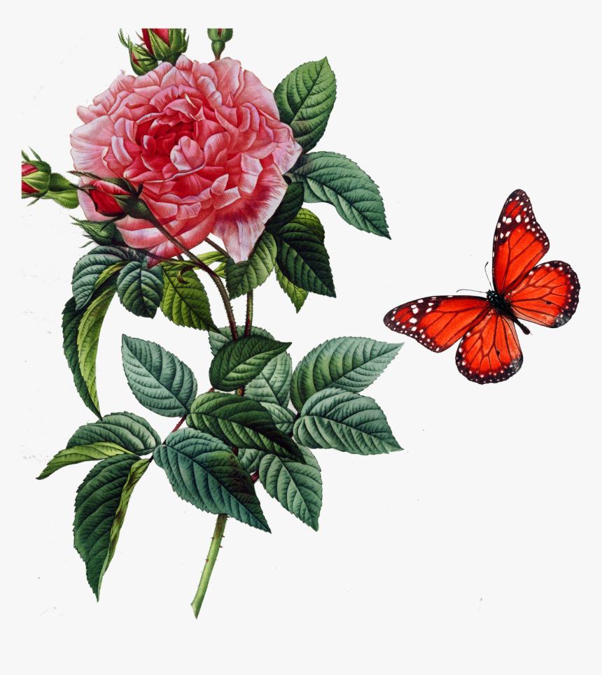 Rosa Gallica Damask Rose Centifolia Roses Botany Botanical - Rosa Gallica Drawing, HD Png Download, Free Download
