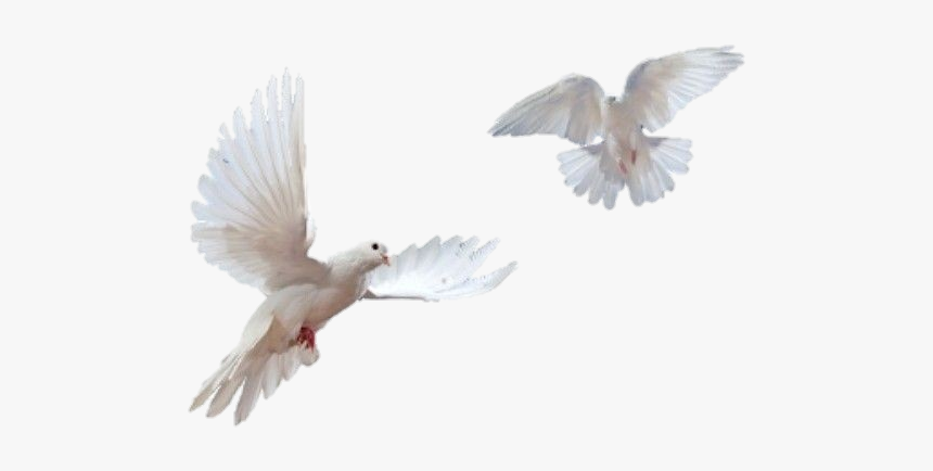 #aves #birds #palomas #aesthetic #art #soft #sticker - Doves Flying Transparent Background, HD Png Download, Free Download