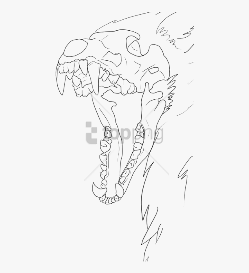 Free Png Wolf Skull Drawing Base Png Image With Transparent - Wolf Skull Lineart, Png Download, Free Download