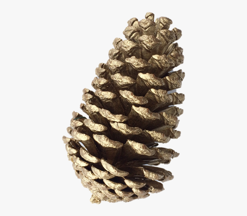 Slash Pine Png - Christmas Pine Cone Png, Transparent Png, Free Download
