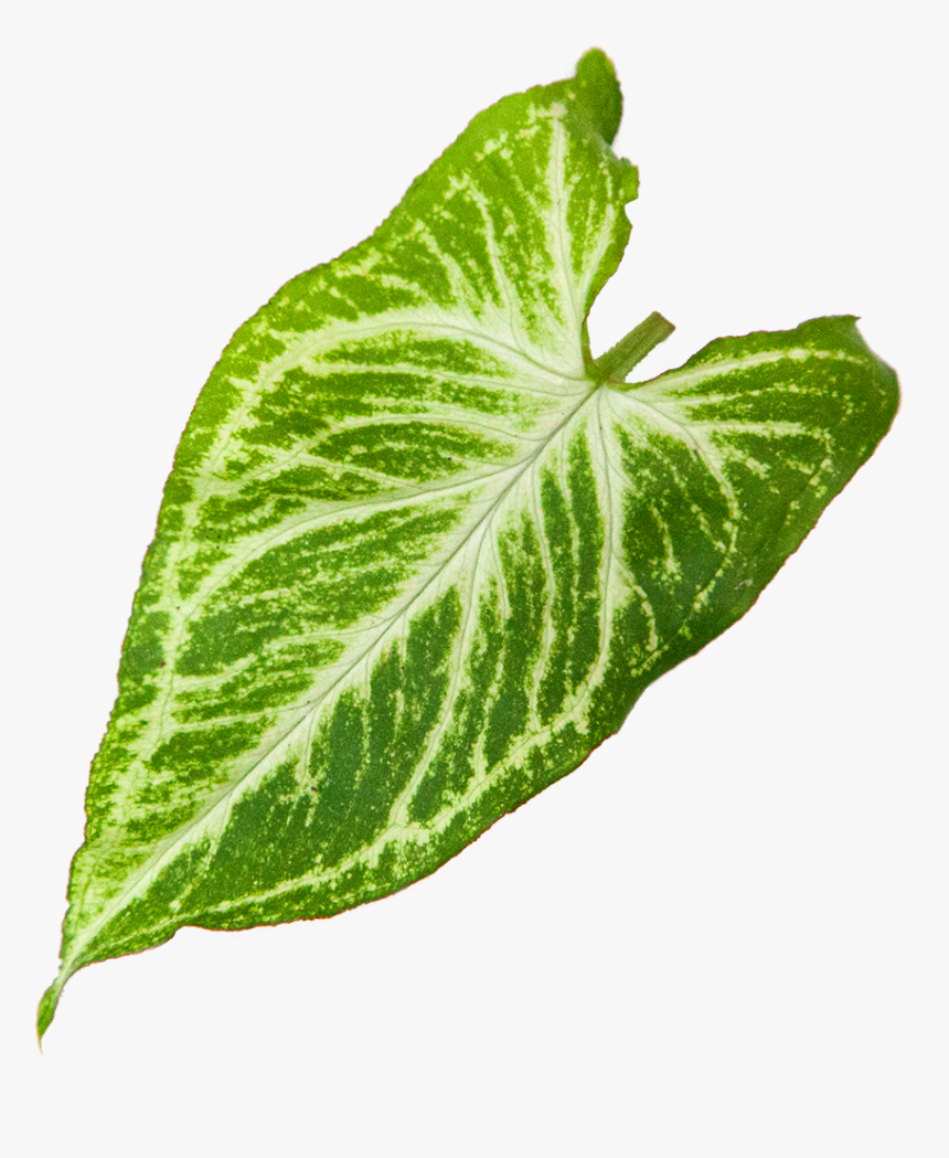 Syngonium Glo Go, HD Png Download, Free Download
