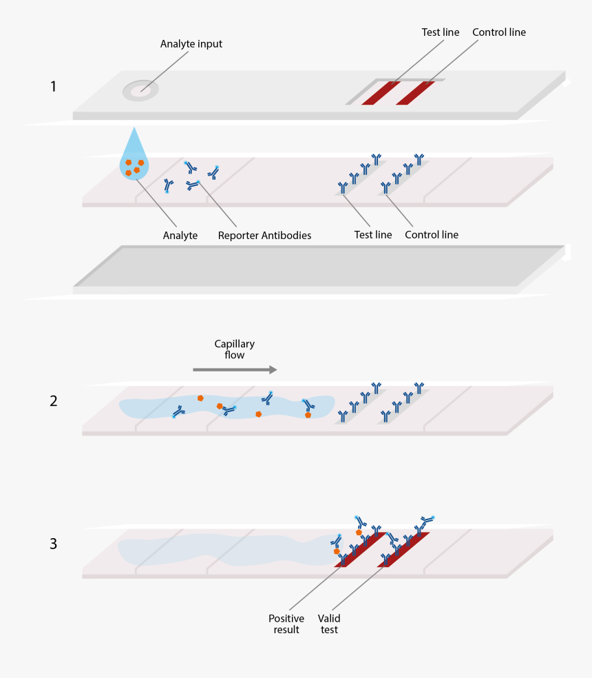 Covid 19 Immunoassay Lateral Flow, HD Png Download, Free Download