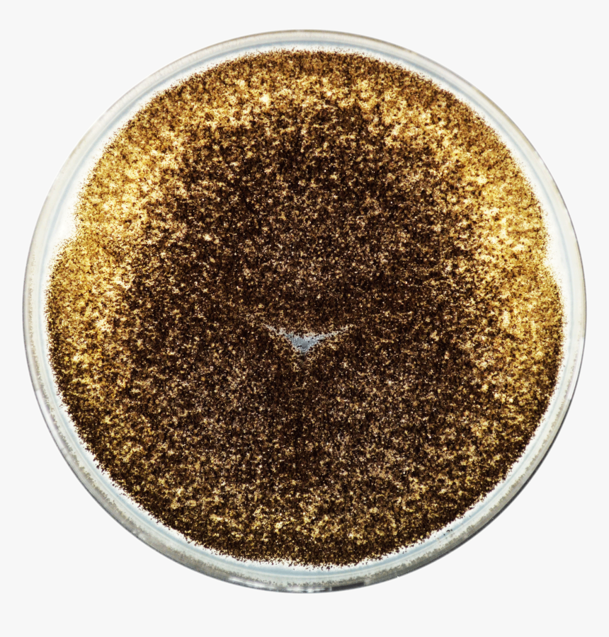 Aspergillus Homomorphus Cya - Glitter, HD Png Download, Free Download