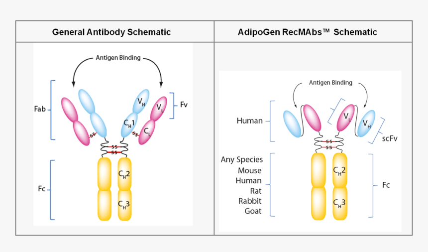 Recombinant - Monoclonal - Antibodies - Recmabs™ - - Cartoon, HD Png Download, Free Download