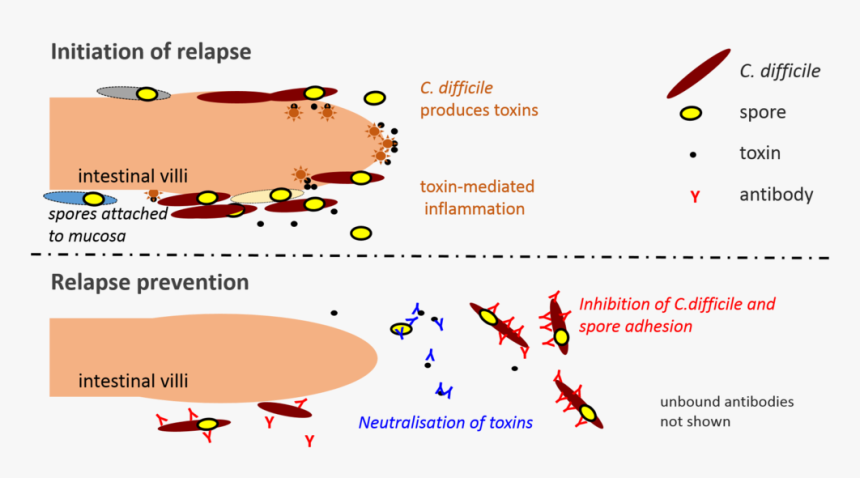 Cartoon, HD Png Download, Free Download