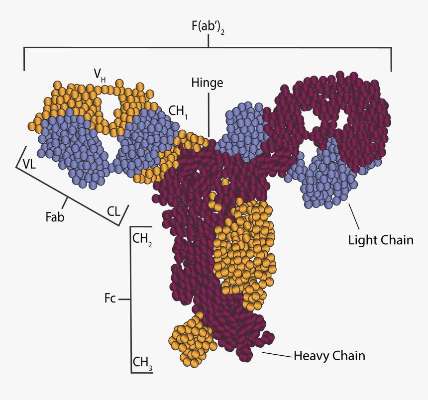 Antibody Structure - Map, HD Png Download, Free Download
