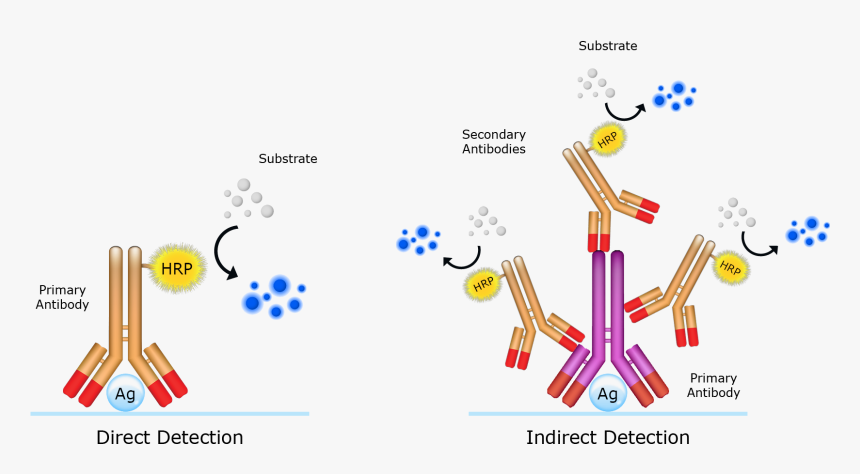 Elisa Secondary Antibody Goat Anti Mouse Alkaline Phosphatase, HD Png Download, Free Download