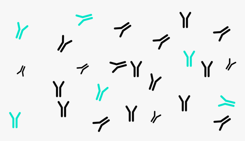 Antibodies-02 - Writing, HD Png Download, Free Download