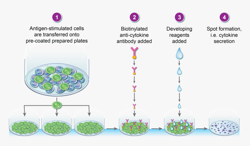 T Cell Elispot, HD Png Download, Free Download