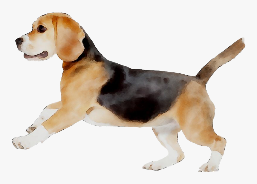 Beagle Png - American Foxhound, Transparent Png, Free Download
