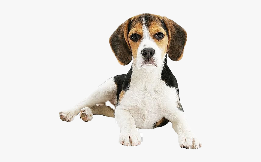 Beagle Png Clipart - Beagle-harrier, Transparent Png, Free Download