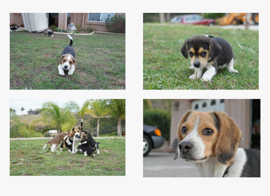 Pocket Beagle Puppy Picture - Beagle, HD Png Download, Free Download