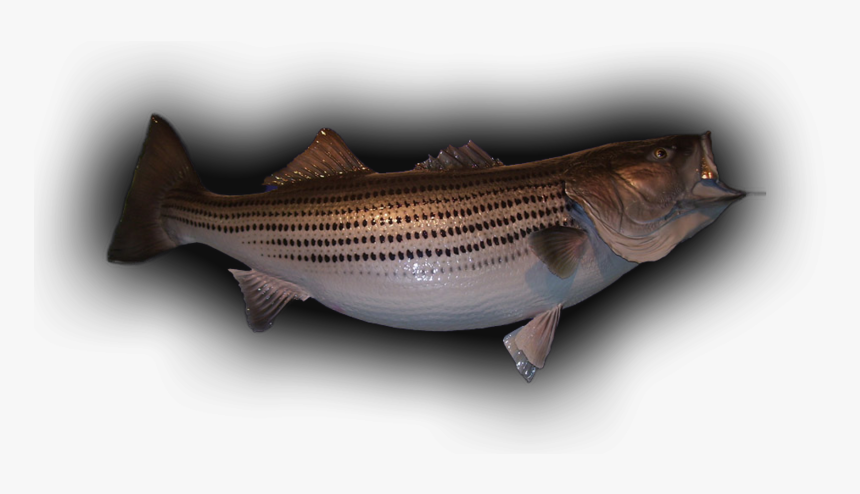 58 Lb Striped Bass Skin Mount - Striper Bass, HD Png Download, Free Download